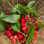 Cascina Valtignosa Con Vigna Bed & Breakfast