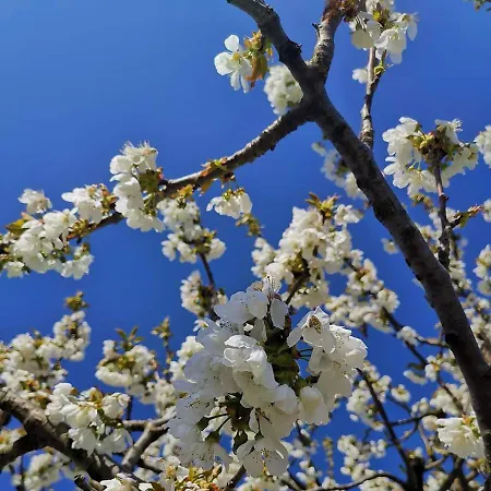 Cascina Valtignosa Con Vigna Bed & Breakfast 3*