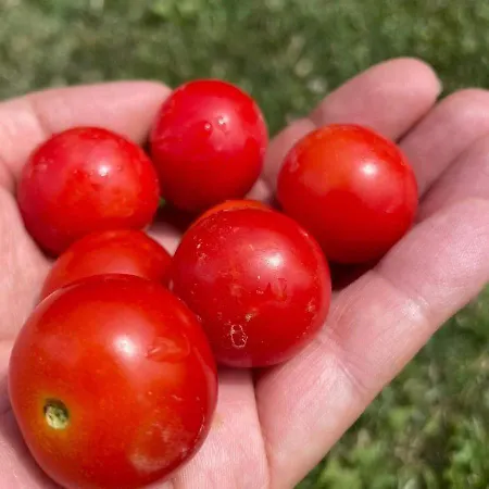 Cascina Valtignosa Con Vigna Bed & Breakfast 3*