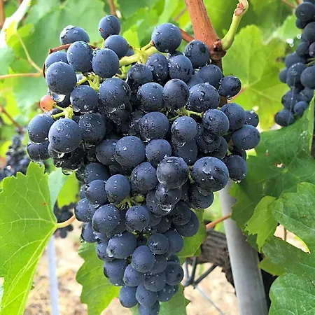 Cascina Valtignosa Con Vigna