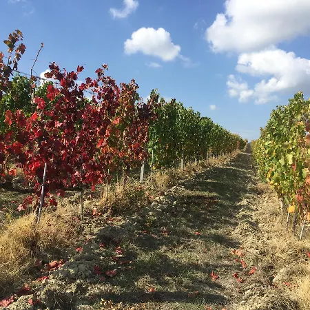 فندق مبيت وإفطار Cascina Valtignosa Con Vigna Cassine