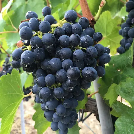 Cascina Valtignosa Con Vigna 3*