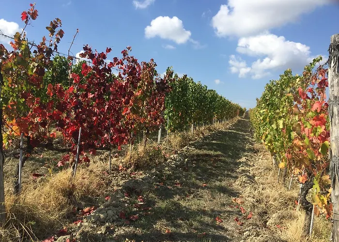 فندق مبيت وإفطار Cascina Valtignosa Con Vigna Cassine