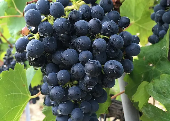 Cascina Valtignosa Con Vigna 3*
